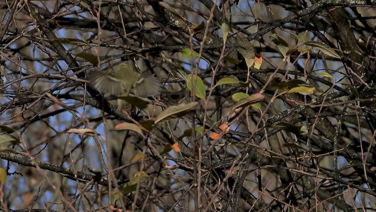 Yellow-browed Warbler - ML133988481
