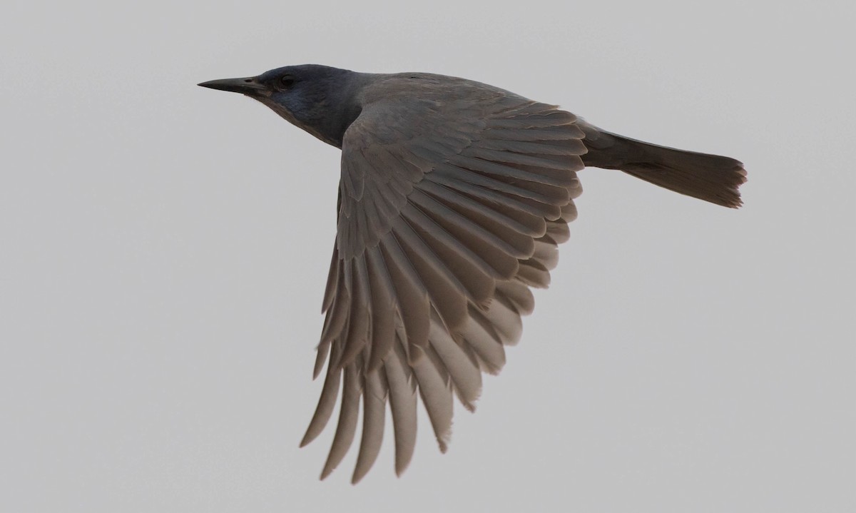 Pinyon Jay - ML133988501