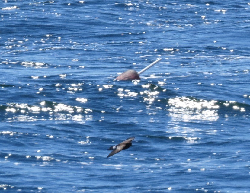 黃蹼洋海燕 - ML133990881