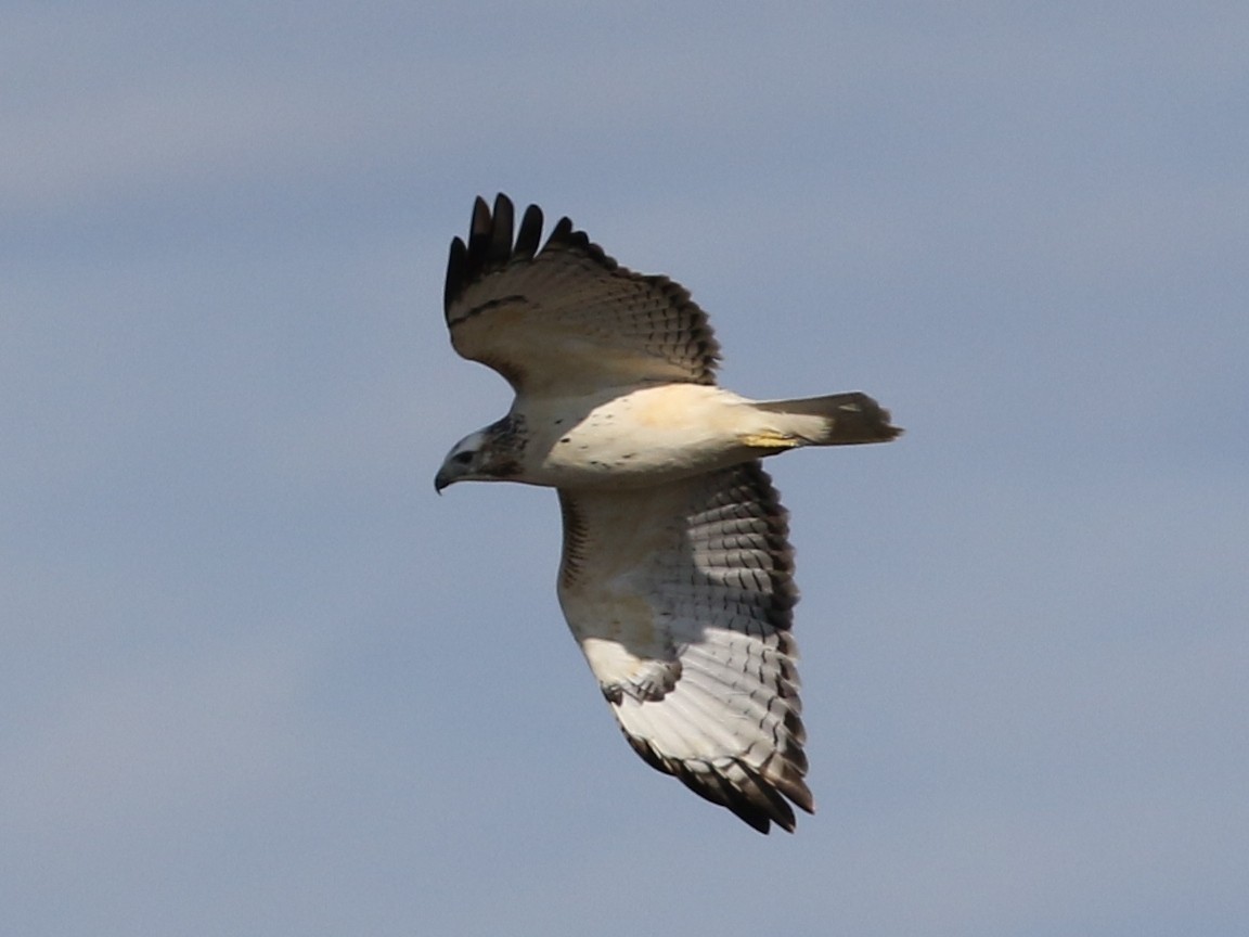 Red-tailed Hawk (Krider's) - Steve Calver