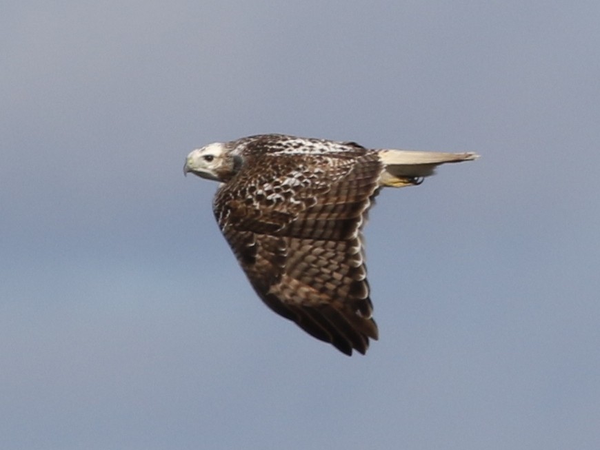 Red-tailed Hawk (Krider's) - Steve Calver