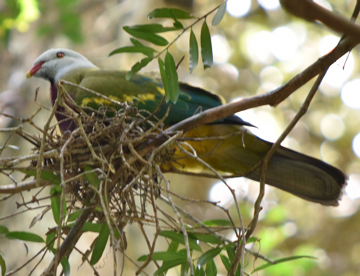 Wompoo Fruit-Dove - ML133992751
