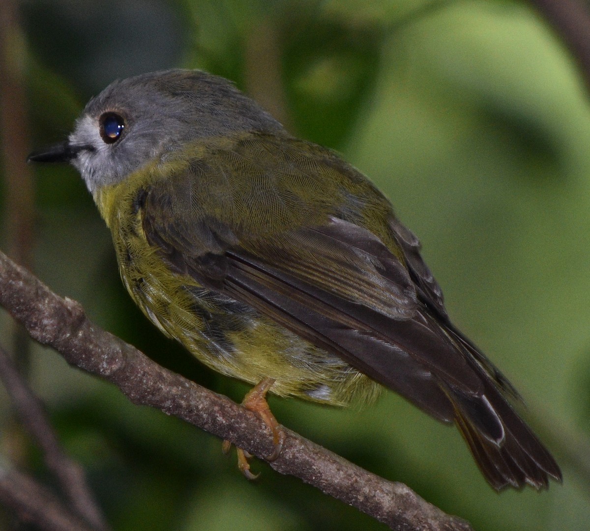 Pale-yellow Robin - ML133993021