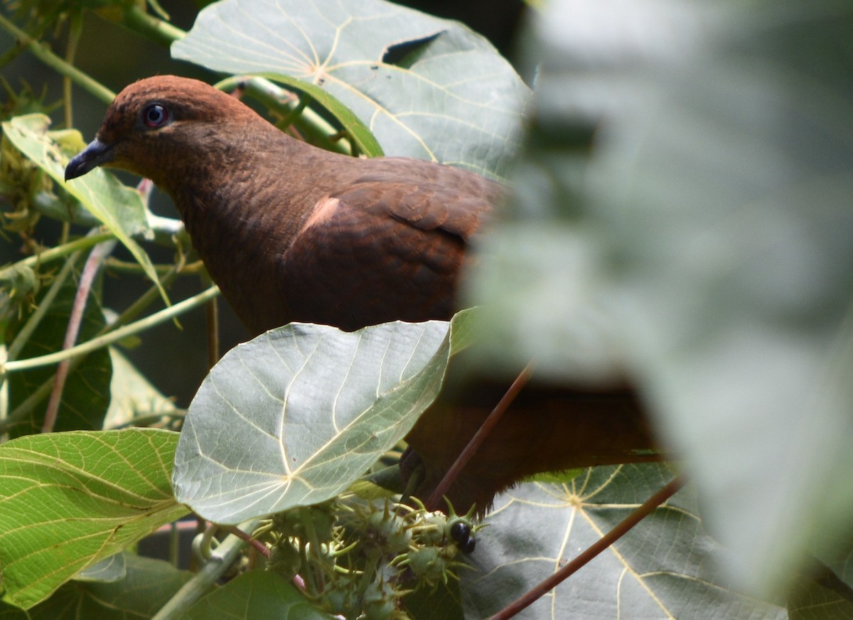 Brown Cuckoo-Dove - ML133993611