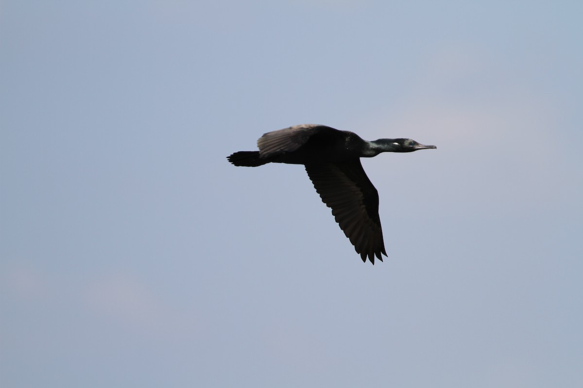 Indian Cormorant - ML133994311