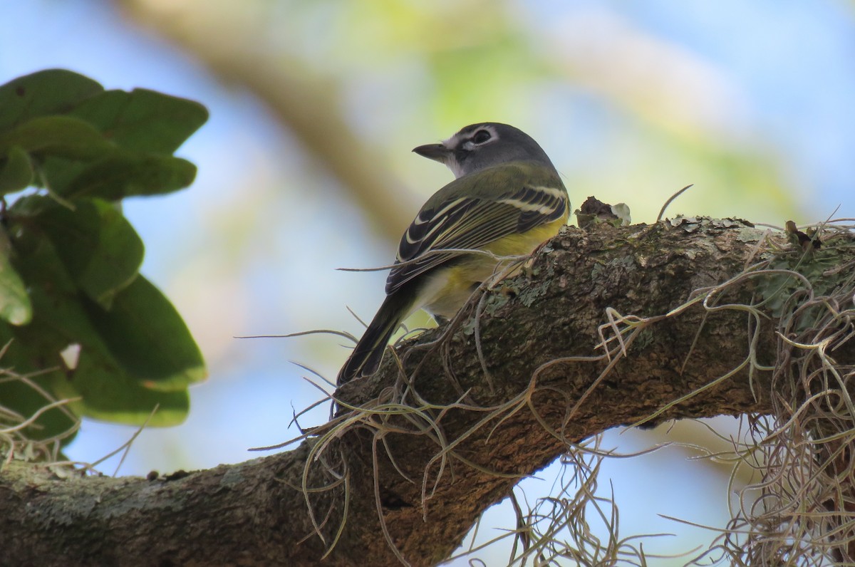 Vireo Solitario - ML133995671