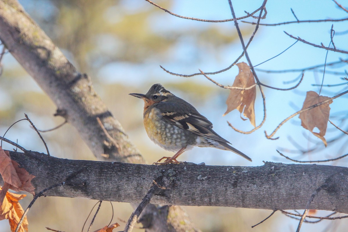 ムナオビツグミ - ML133995741