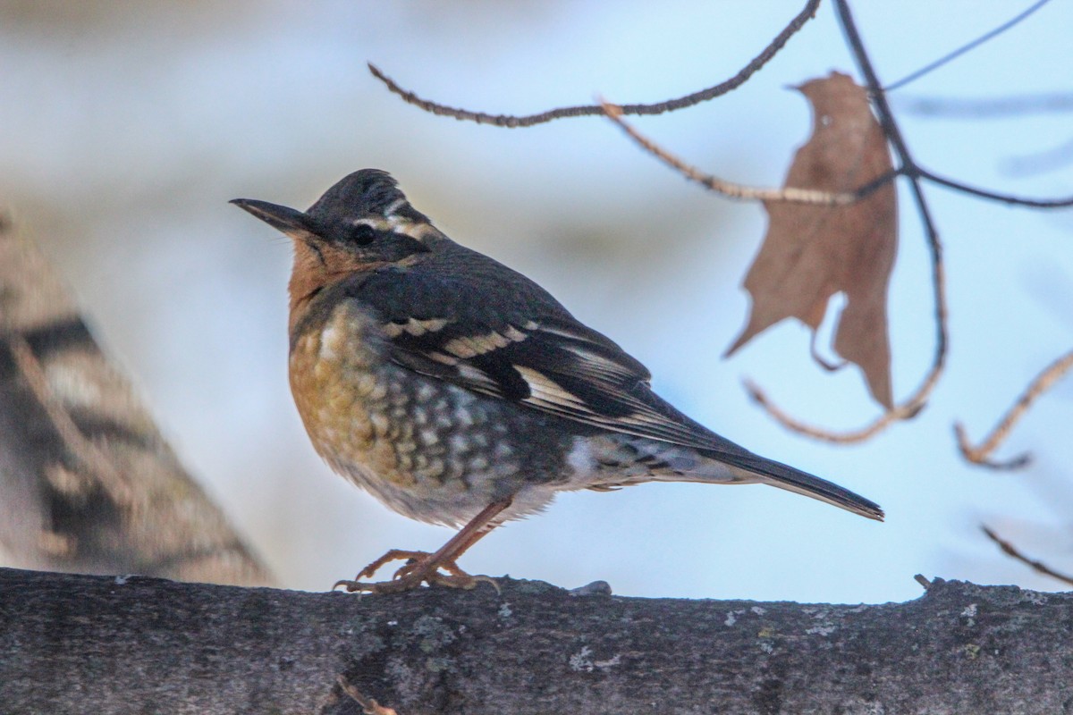 ムナオビツグミ - ML133995771