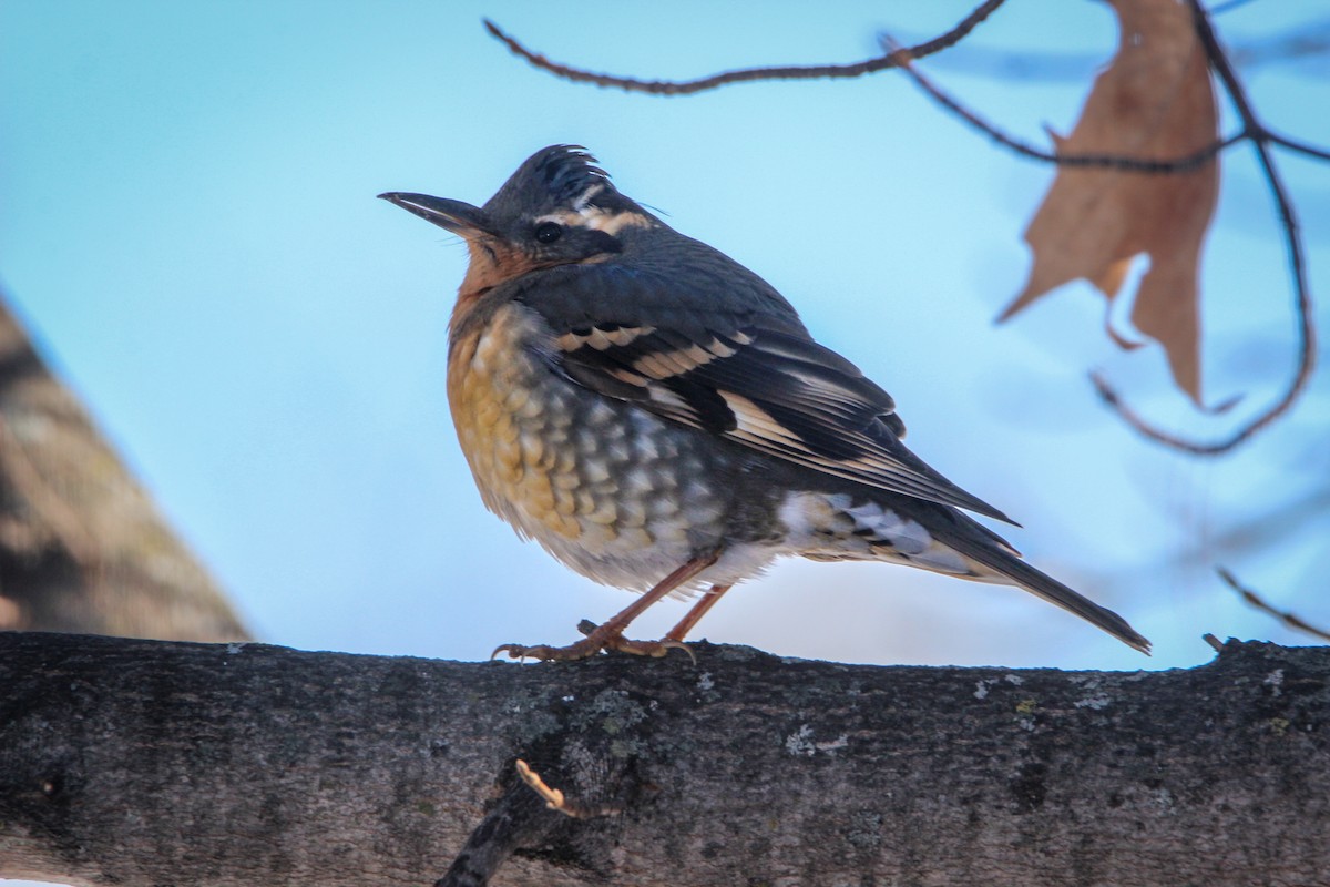 ムナオビツグミ - ML133995821