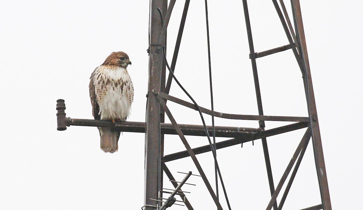 Red-tailed Hawk (borealis) - ML133999351