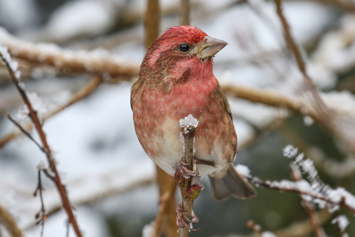 Purple Finch (Western) - ML134000431