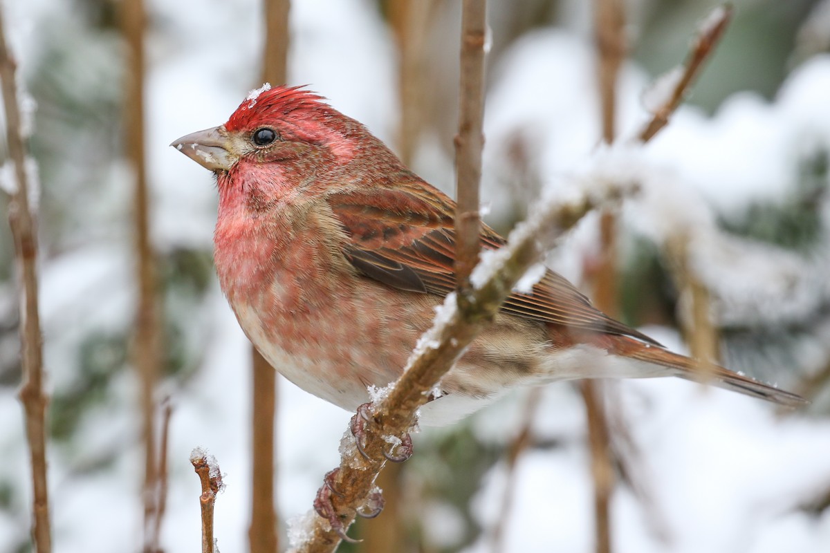 Purple Finch (Western) - ML134000481