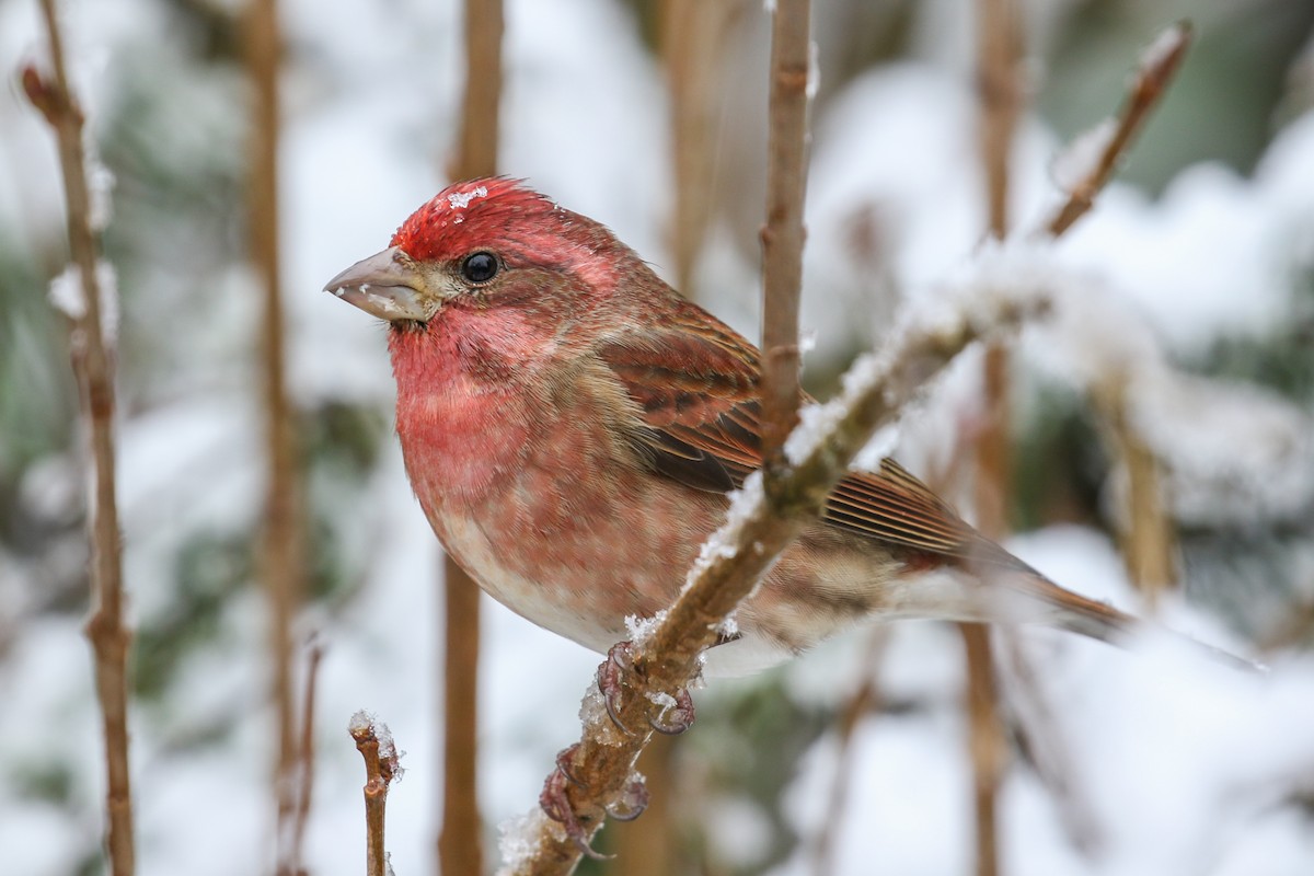 Purple Finch (Western) - ML134000581