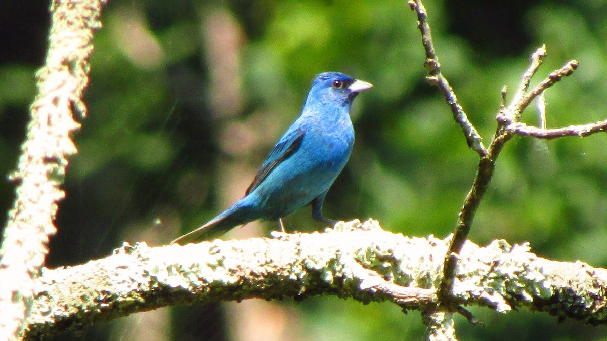 Indigo Bunting - ML134001611