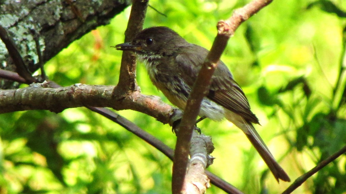 Eastern Phoebe - ML134002111