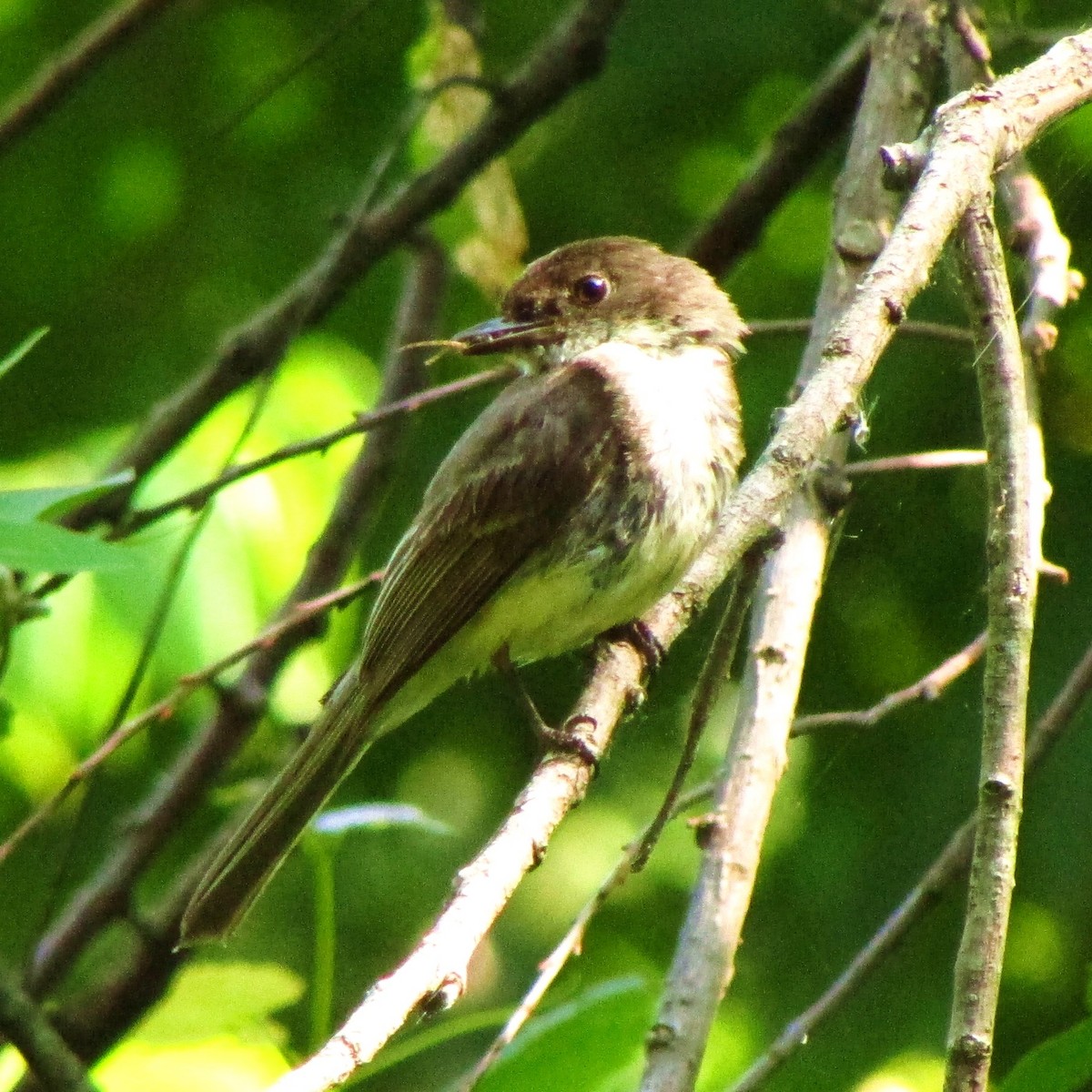 Eastern Phoebe - ML134002131