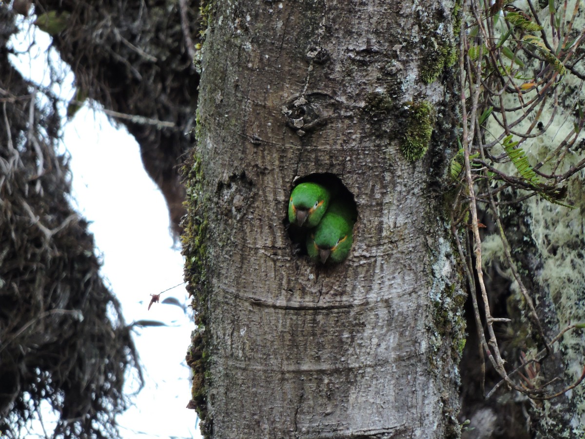 Golden-plumed Parakeet - CRISTIAN DAZA- MANAKIN NATURE TOURS