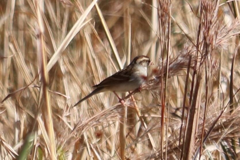 Chipping Sparrow - ML134003461