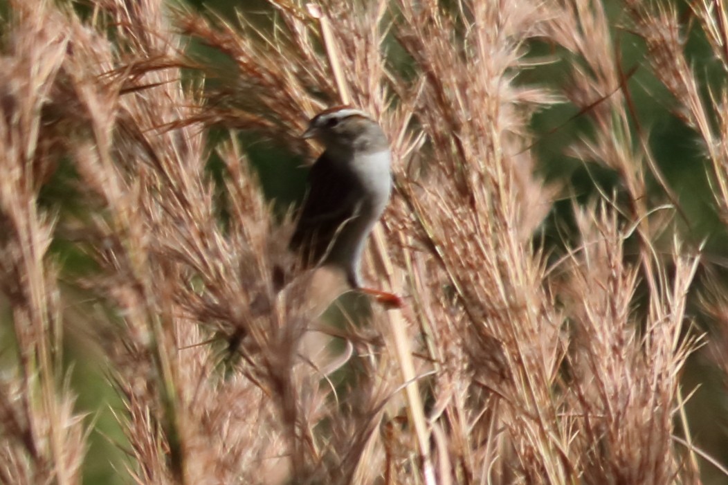 Chipping Sparrow - ML134003621