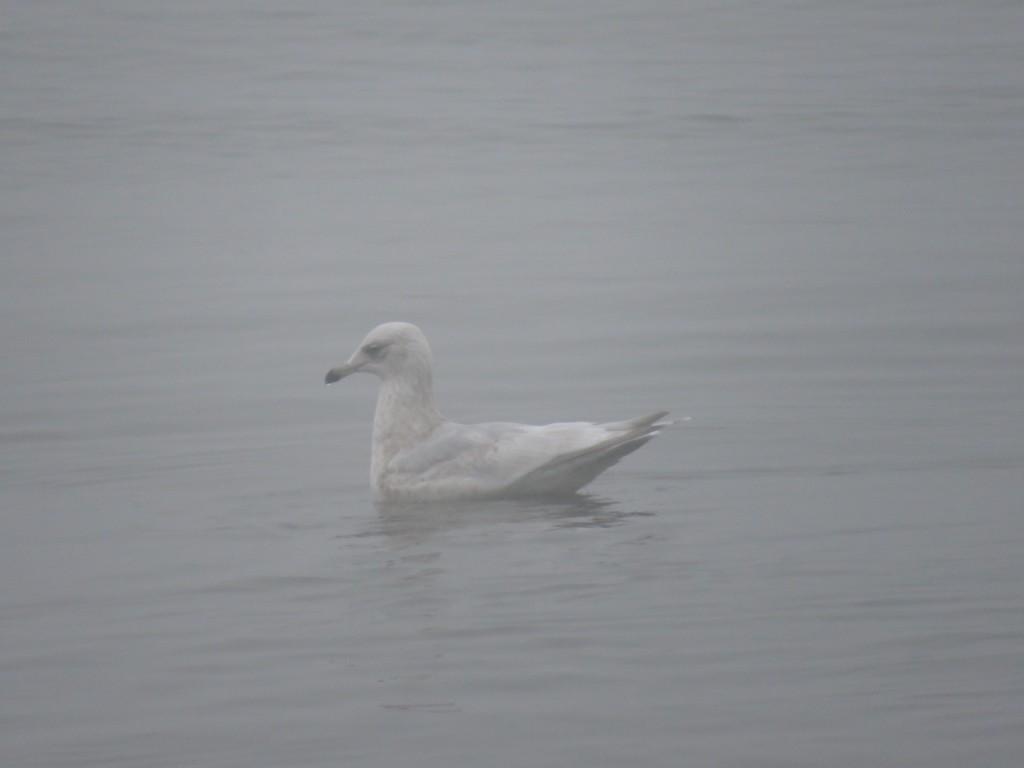 Iceland Gull - ML134004471