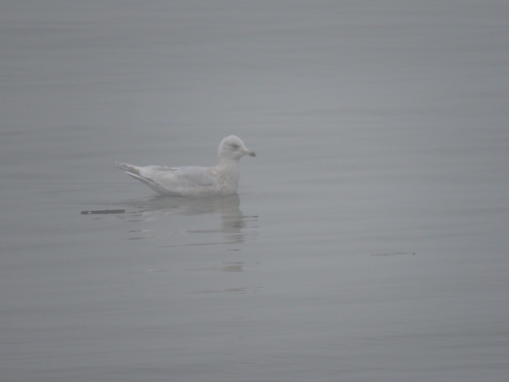 Iceland Gull - ML134004481