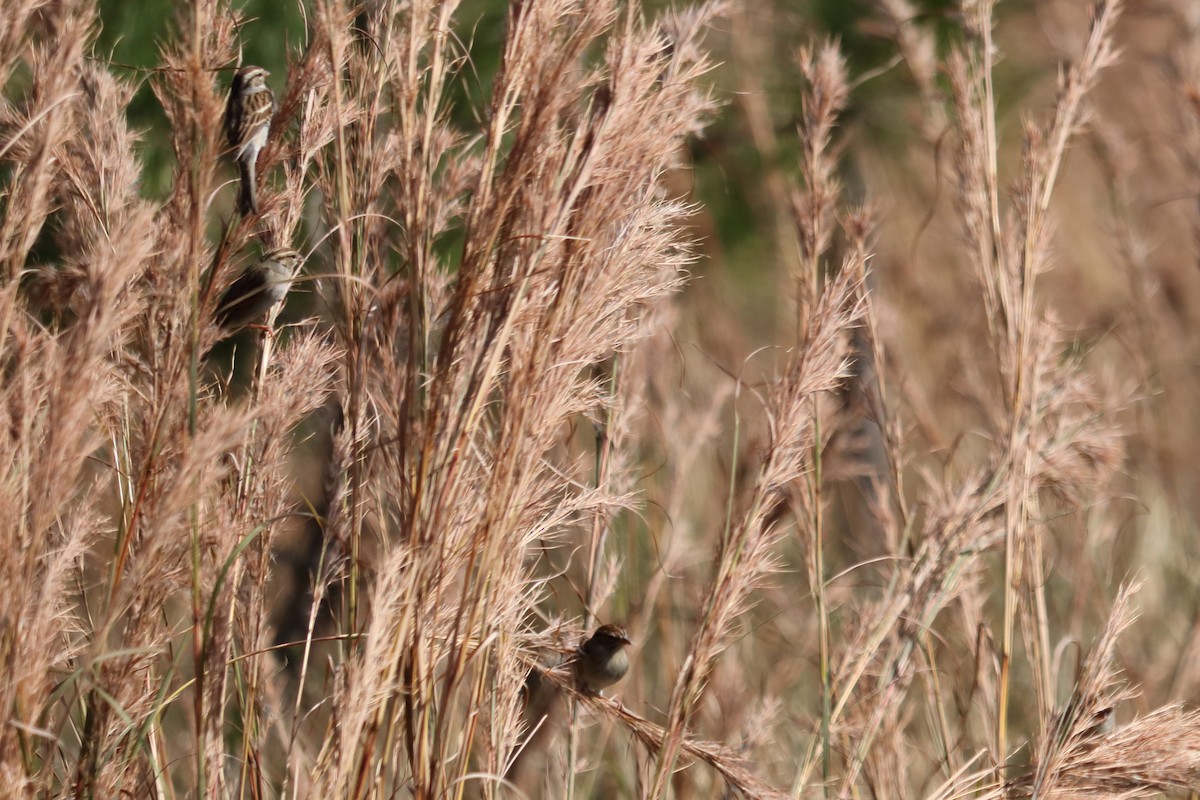 Chipping Sparrow - ML134004971