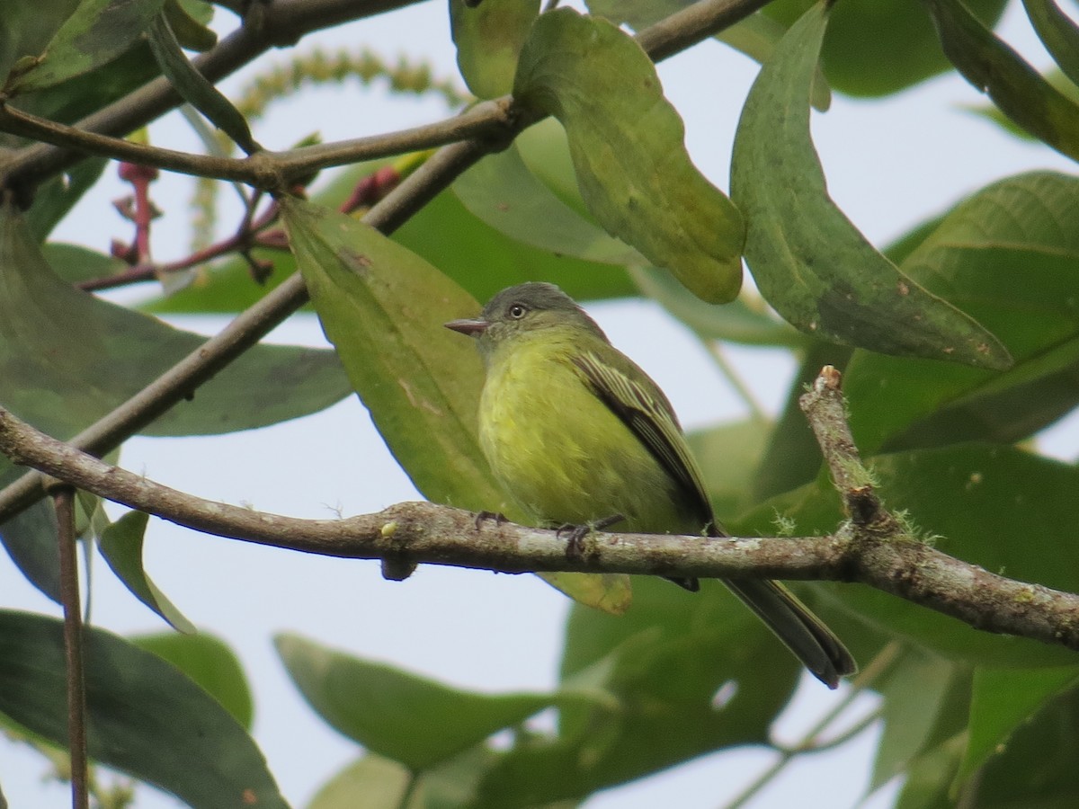 Red-billed Tyrannulet - Whitney Mortimer