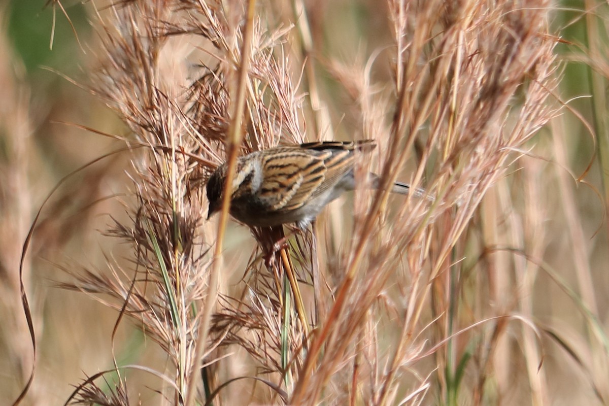 Chipping Sparrow - ML134005581