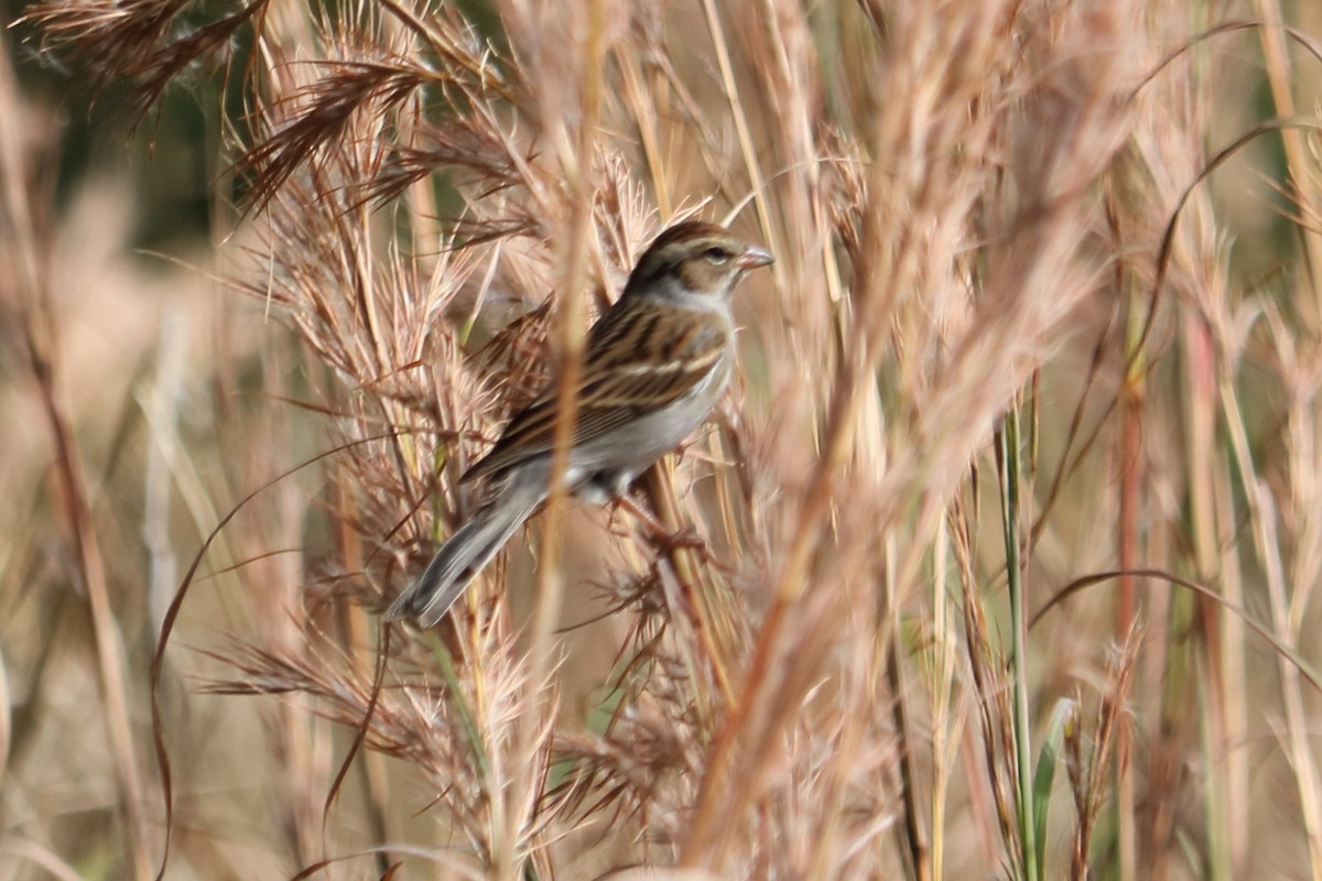 Chipping Sparrow - ML134005901