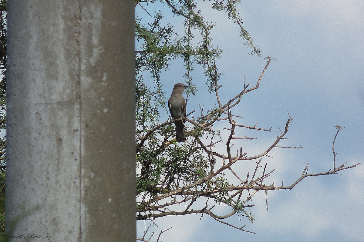 Ash-colored Cuckoo - ML134005931