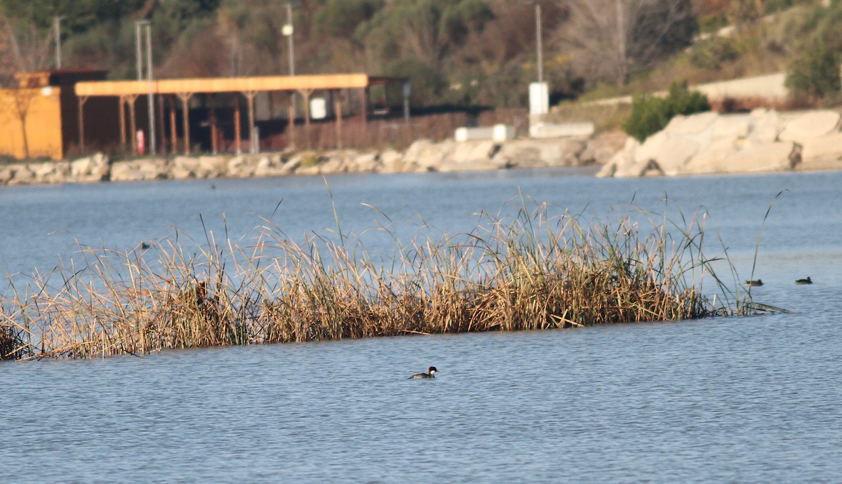 Smew - Xabier Remirez