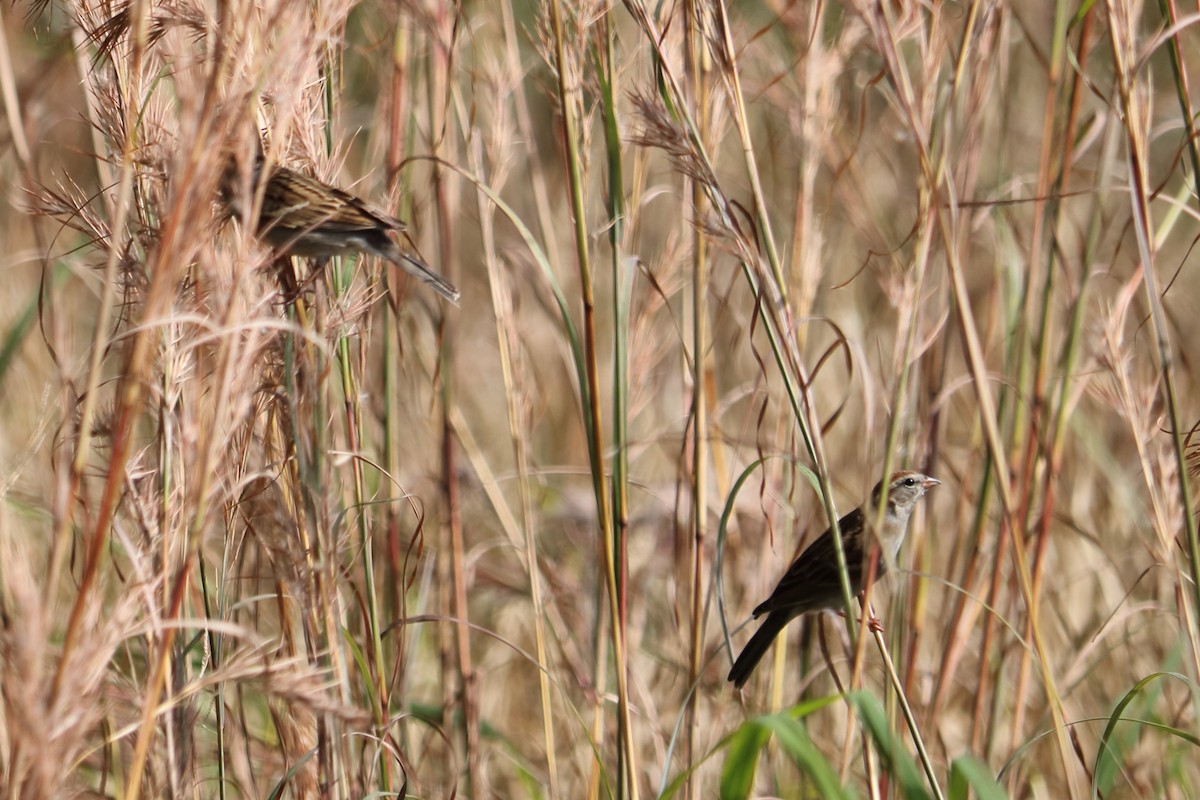 Chipping Sparrow - ML134006251