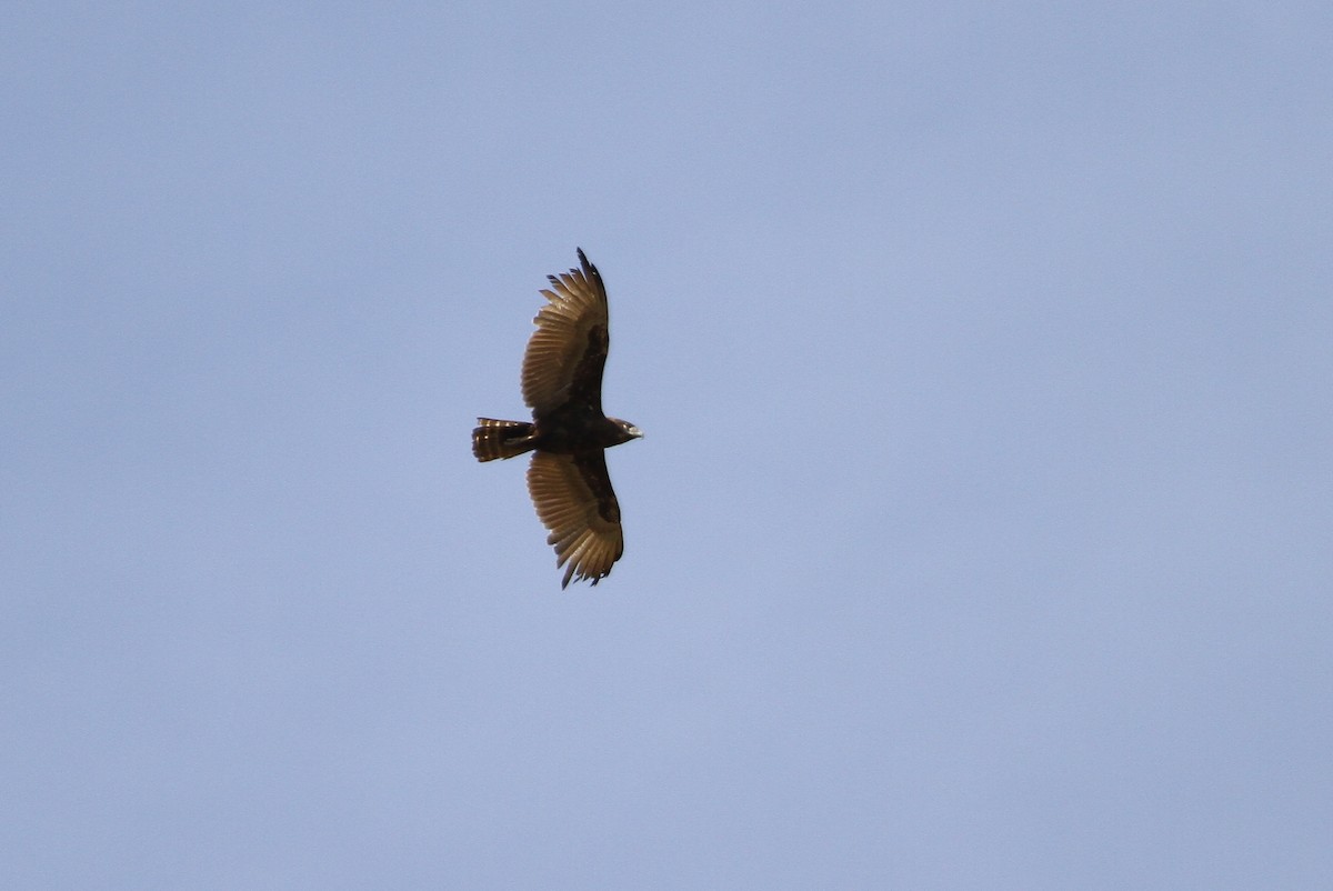 Brown Snake-Eagle - ML134009291