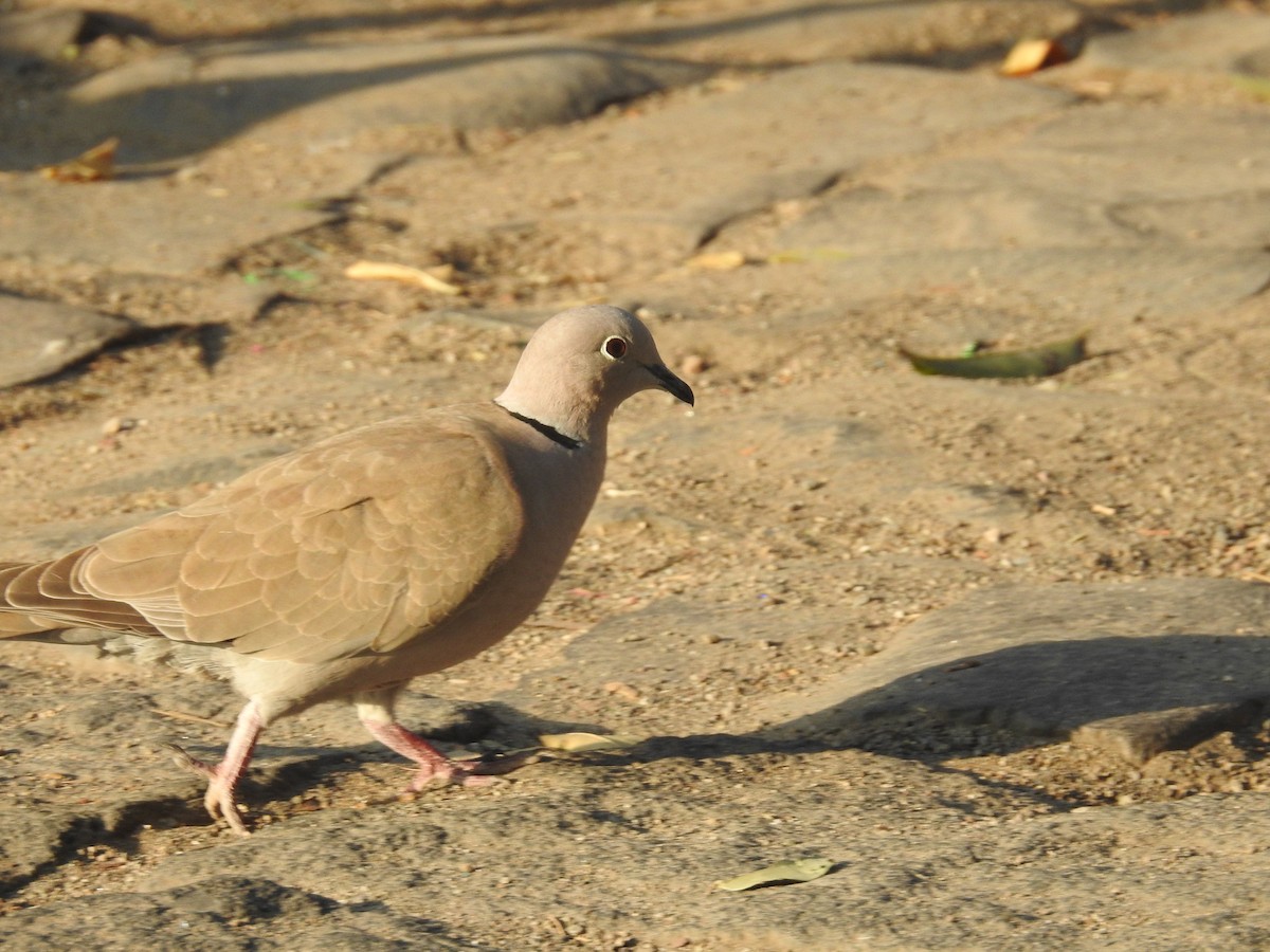 Eurasian Collared-Dove - ML134009541