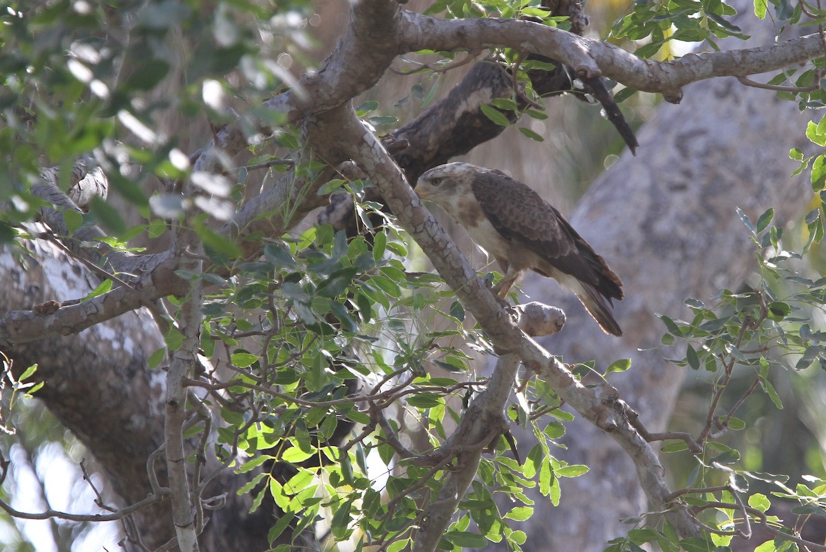 Banded Snake-Eagle - ML134009801