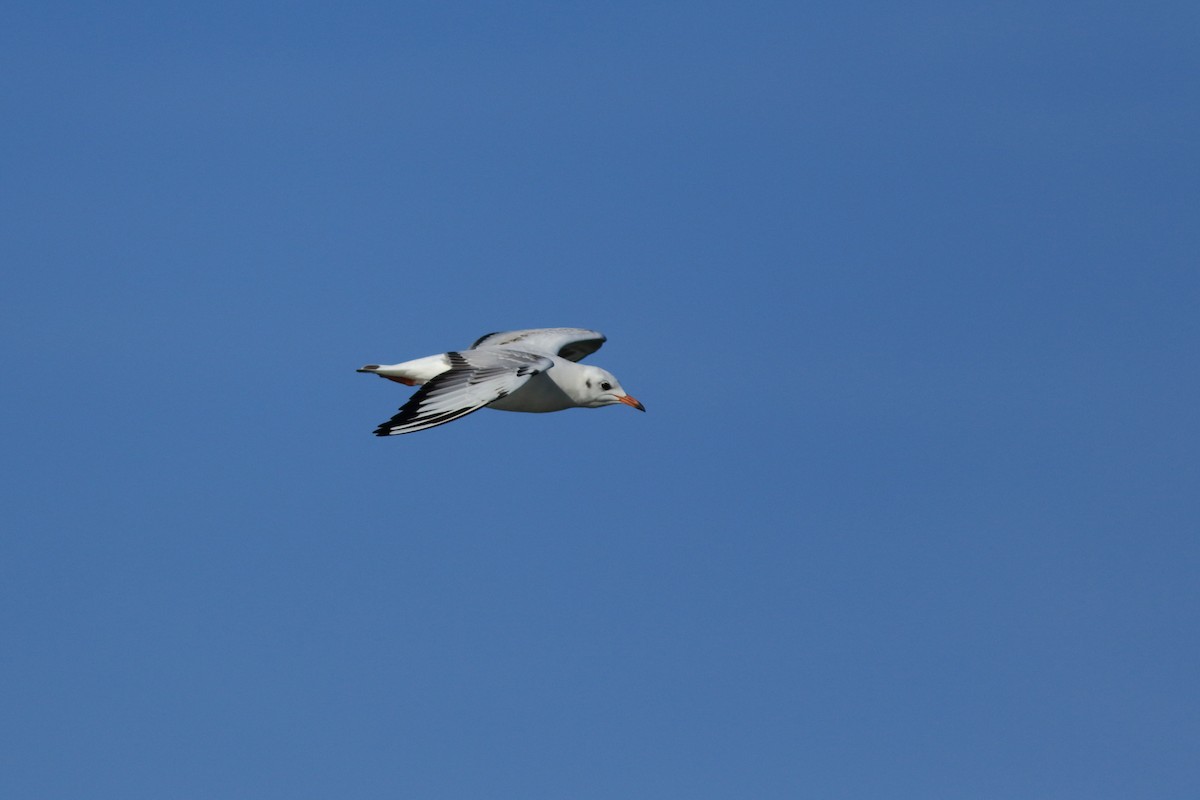 Mouette rieuse - ML134013421