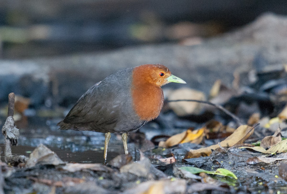 Red-necked Crake - John Daniels