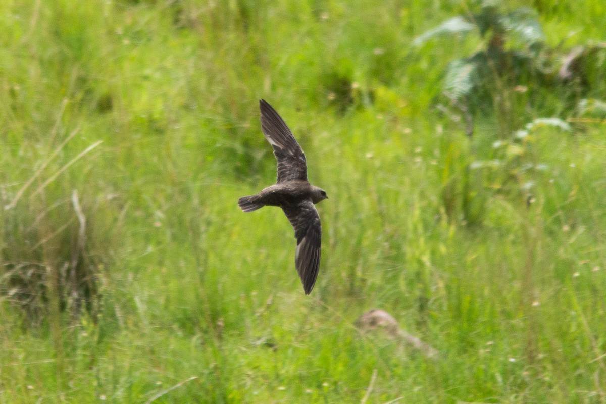 Great Dusky Swift - ML134020951