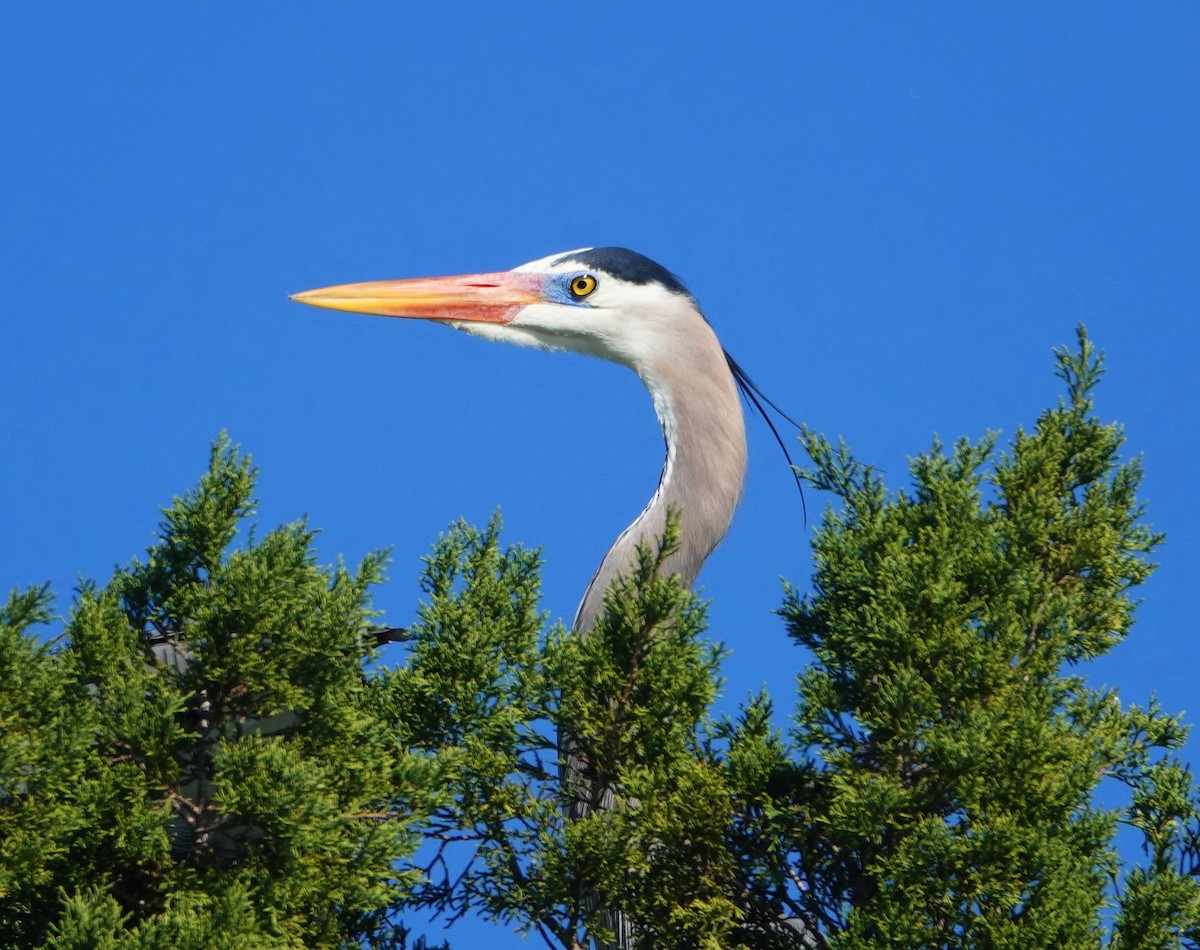 Great Blue Heron - ML134021001