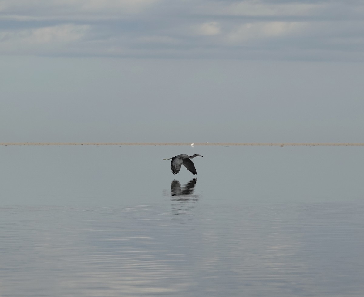 Little Blue Heron - ML134021331