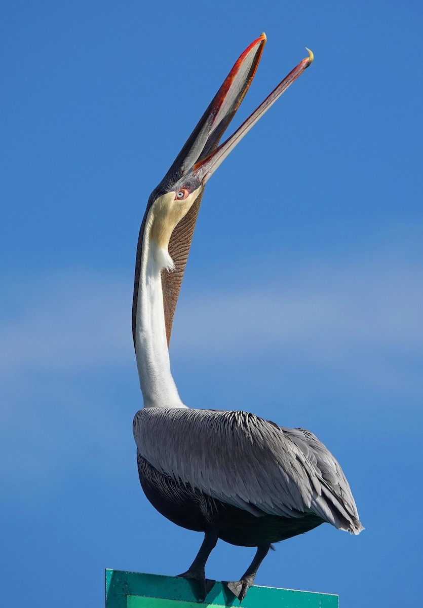 Brown Pelican - ML134022561