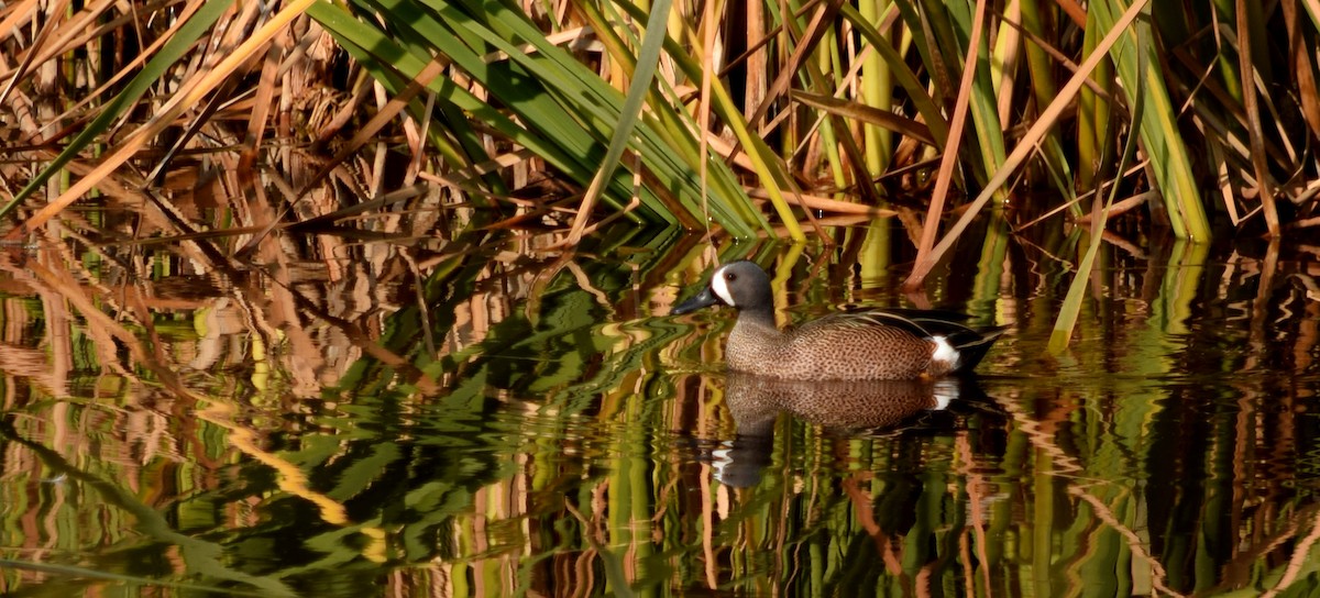 Blue-winged Teal - Raúl Caballero (Mexihca Aves)
