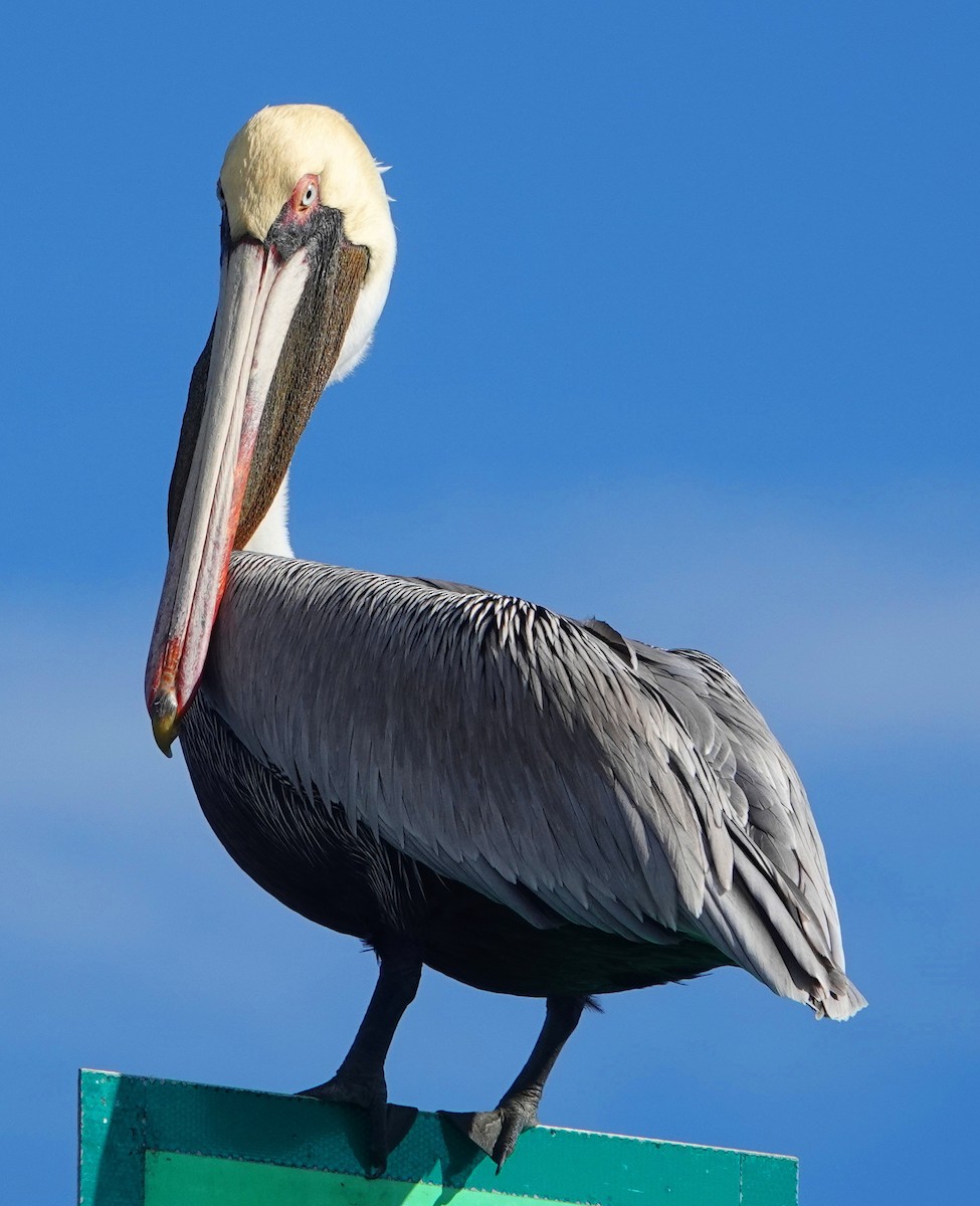 Brown Pelican - ML134022621