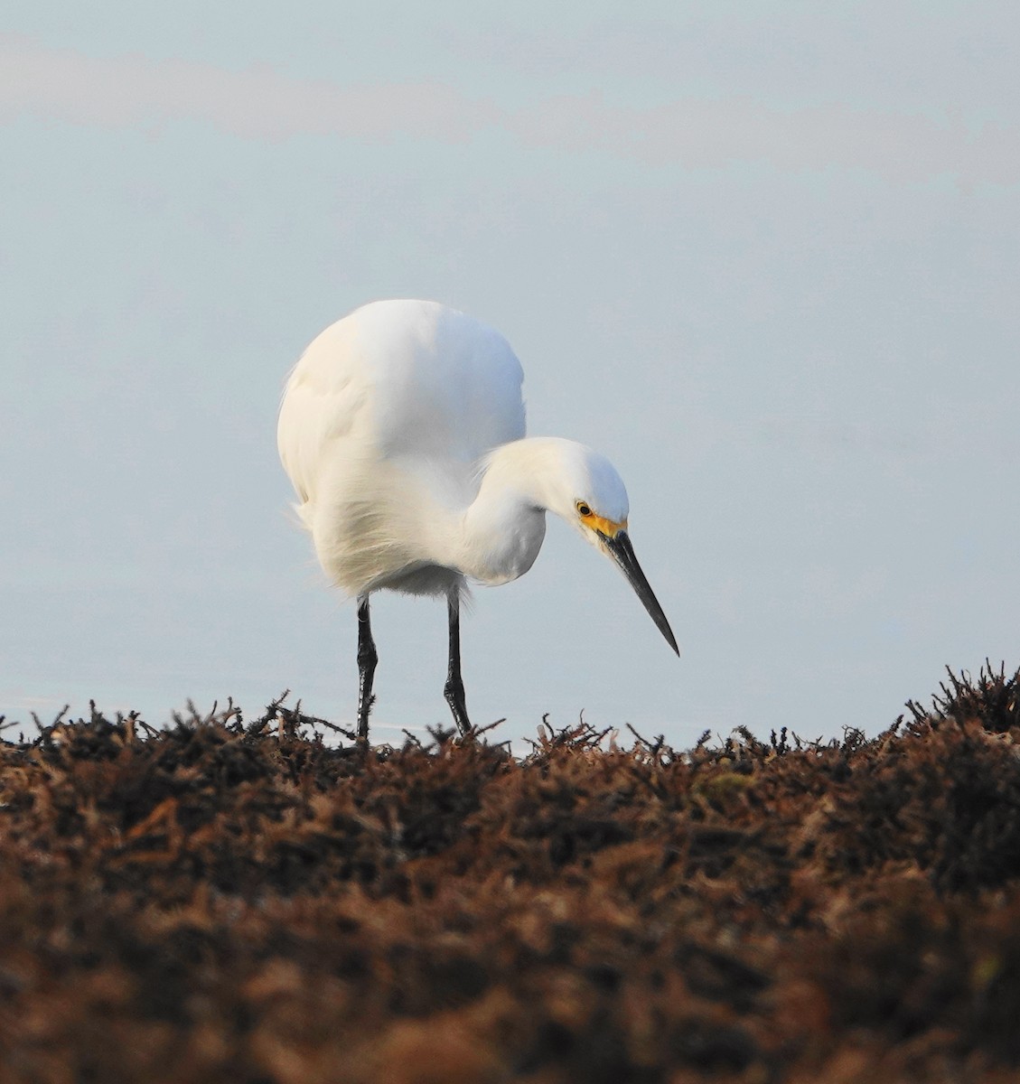 Snowy Egret - ML134022811