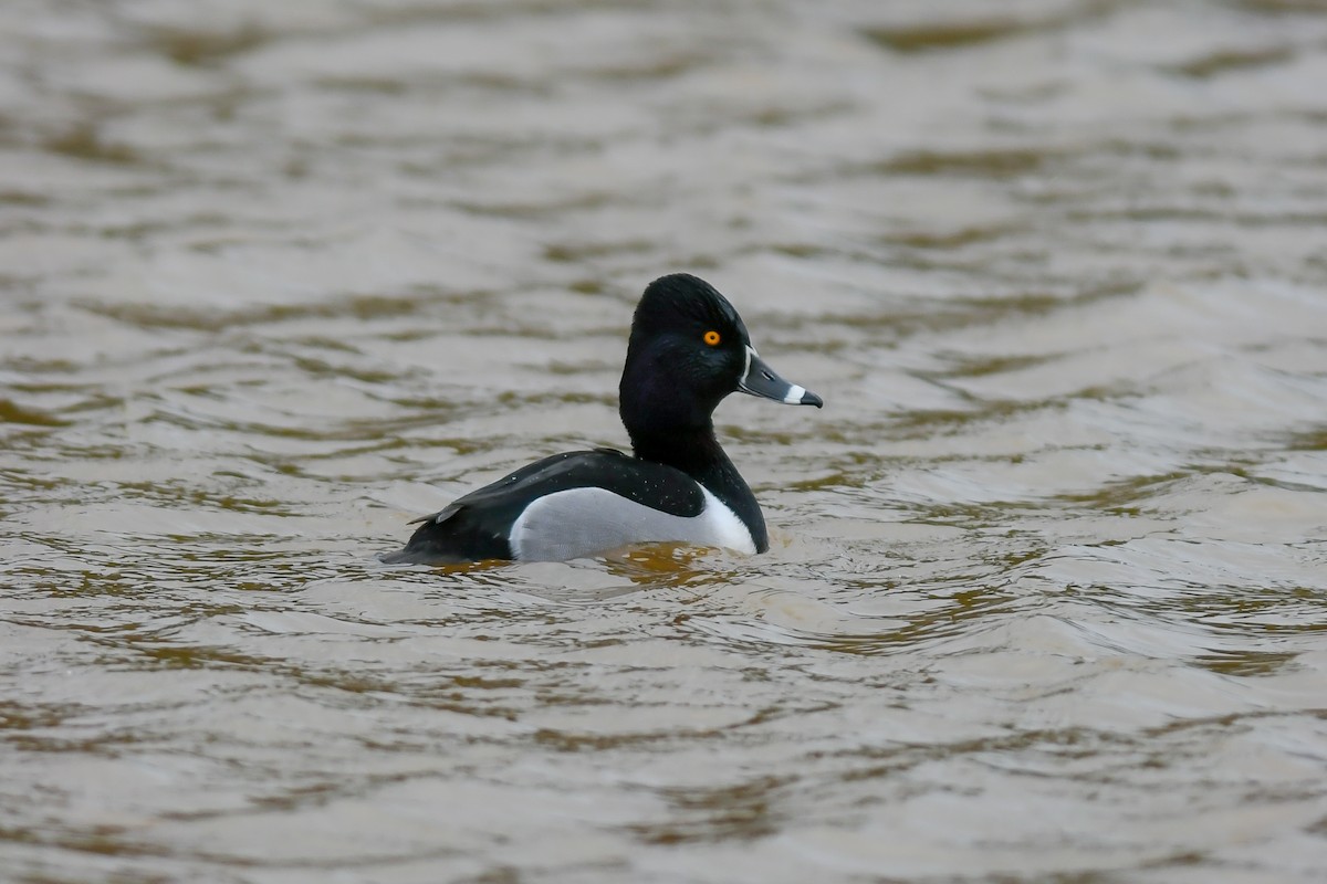 Ring-necked Duck - ML134023461