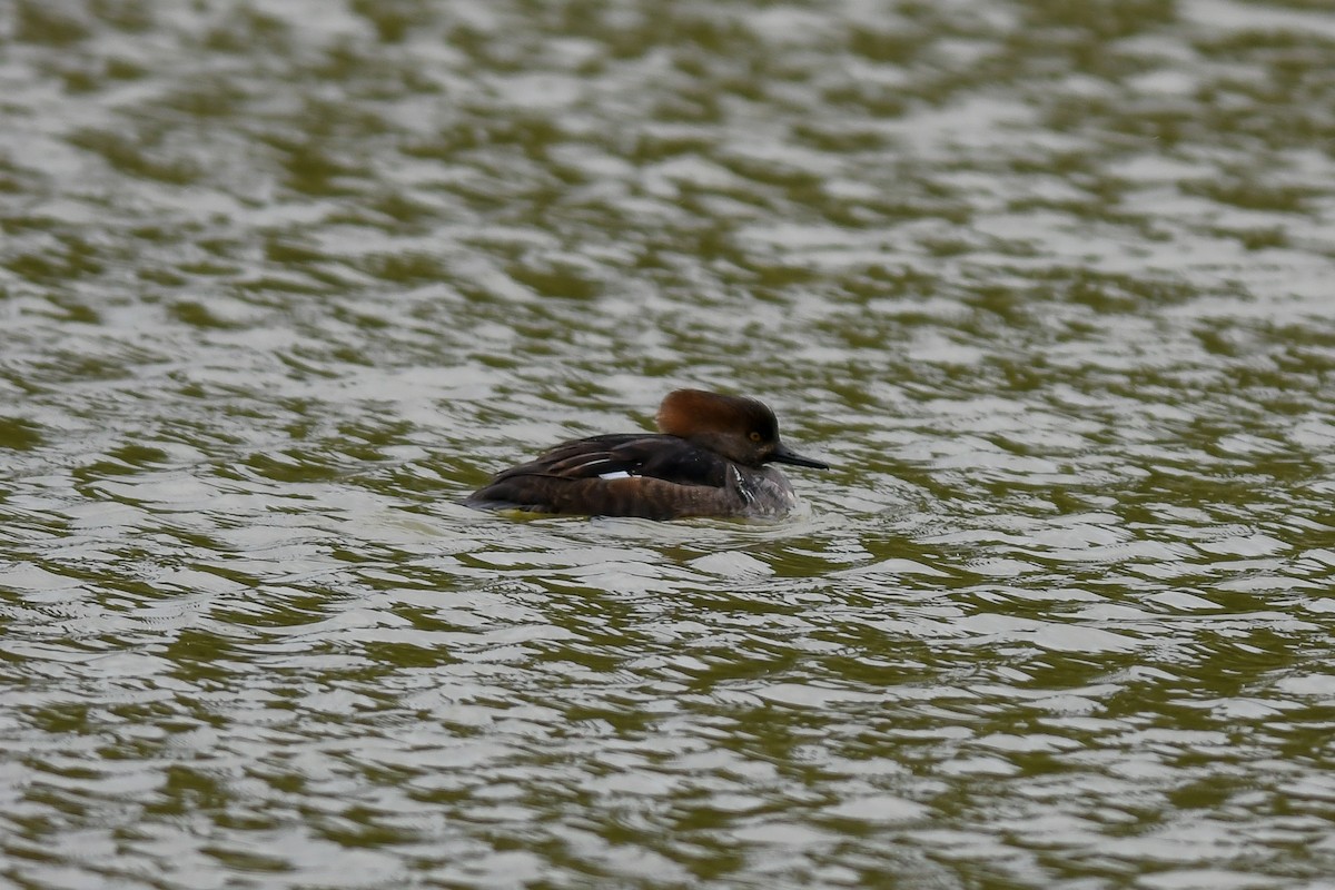 Hooded Merganser - ML134023481