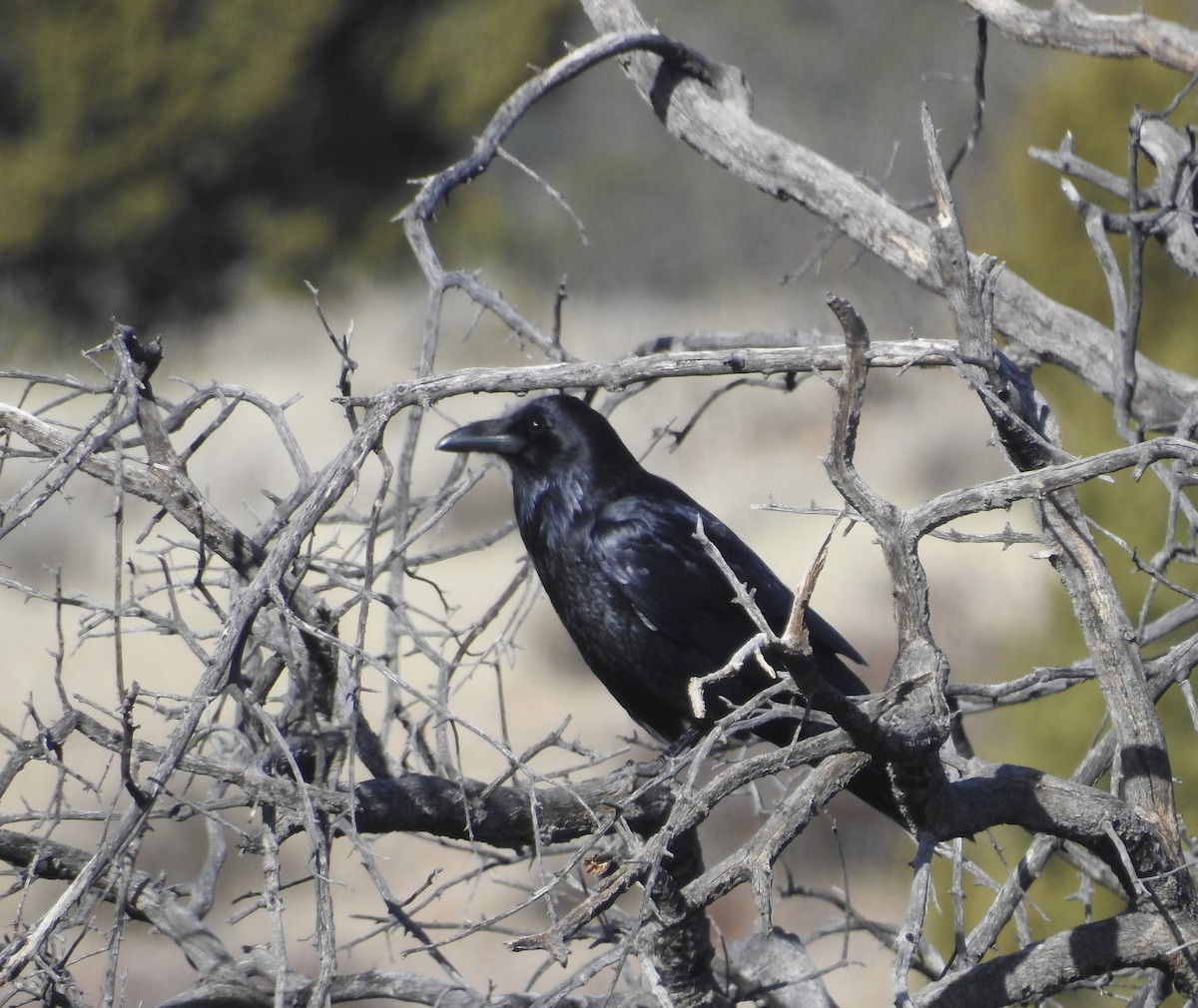 corbeau sp. - ML134023651