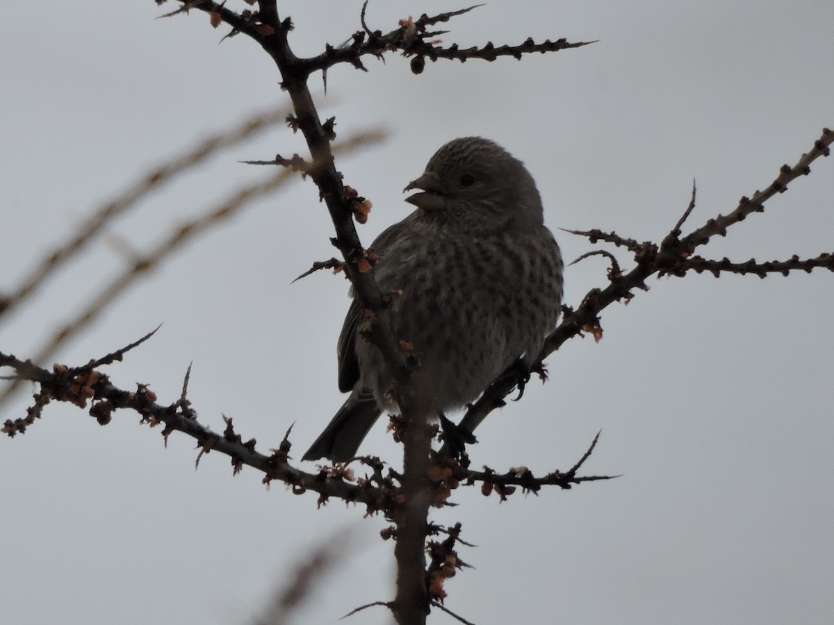 Great Rosefinch - ML134024031