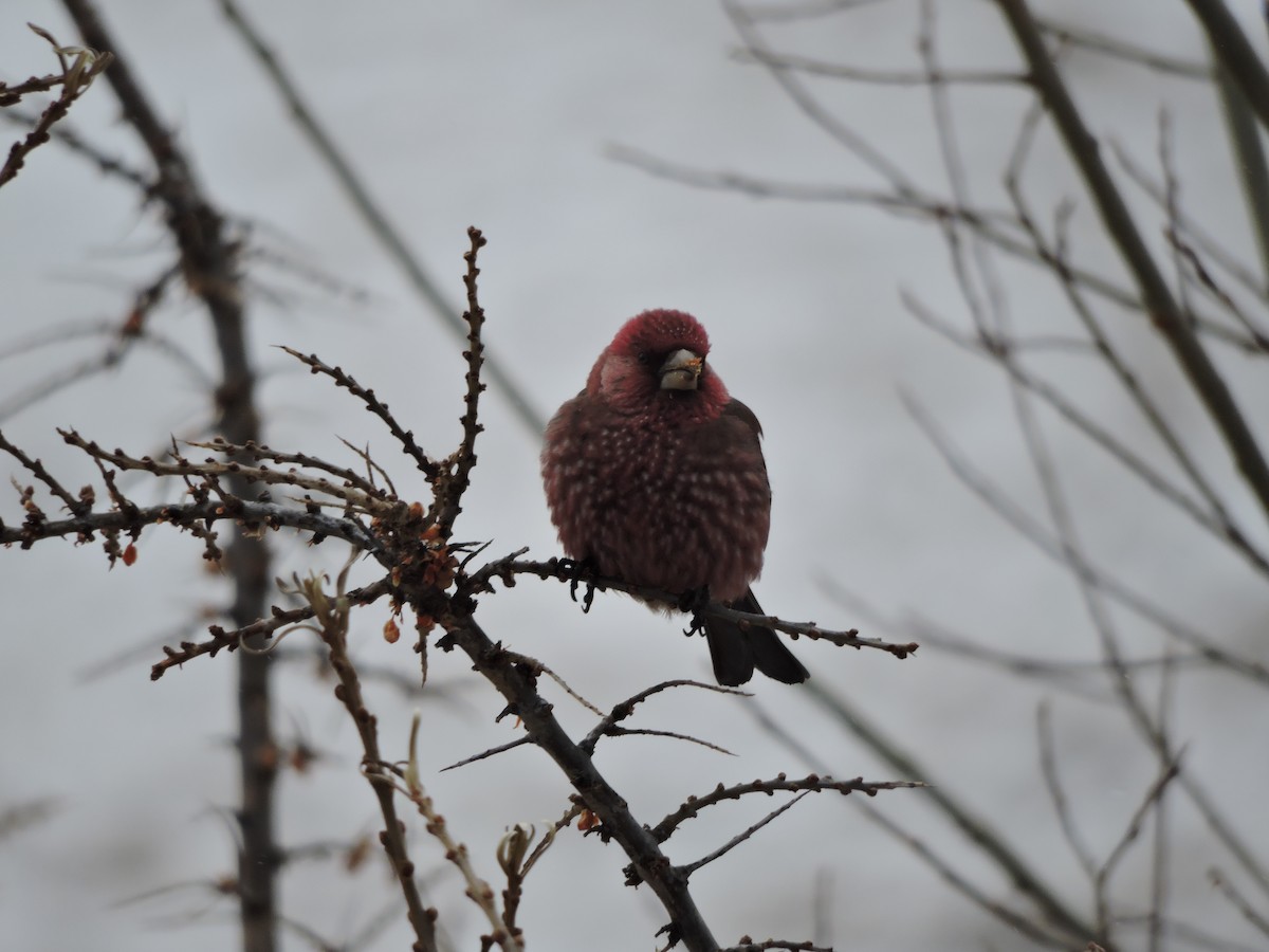 Great Rosefinch - ML134024041