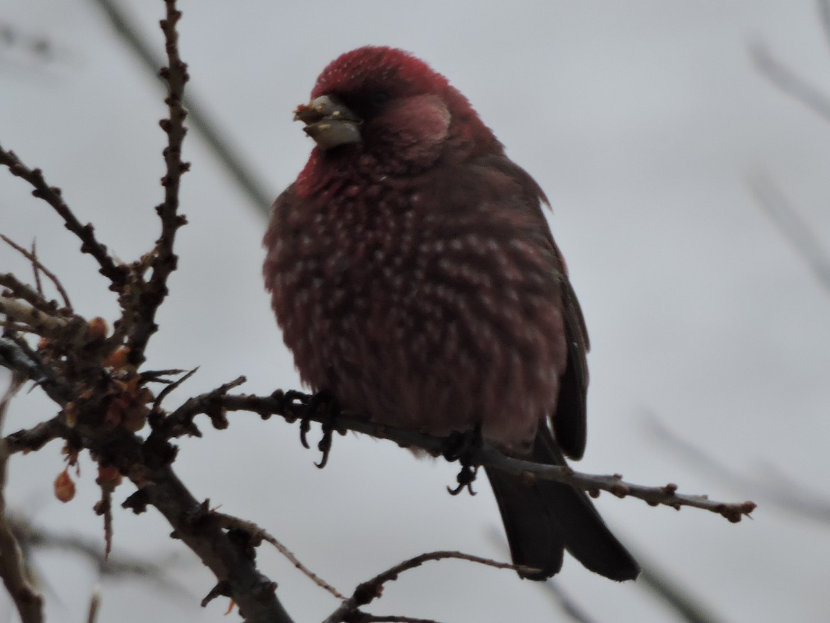 Great Rosefinch - ML134024221